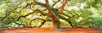 Tree Angel Oak