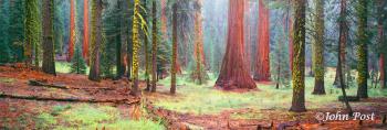 Trees Sequoia Meadow Forest