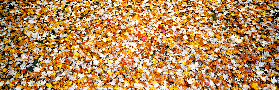 Leaves on groundgrp28
