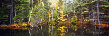 Trees Reflection in Pond