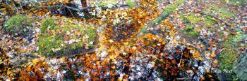 Cape Cod Leaf Covered Forest Floor