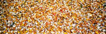 Leaves on Ground Cape Cod