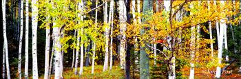 Birch Trees Mount Washington