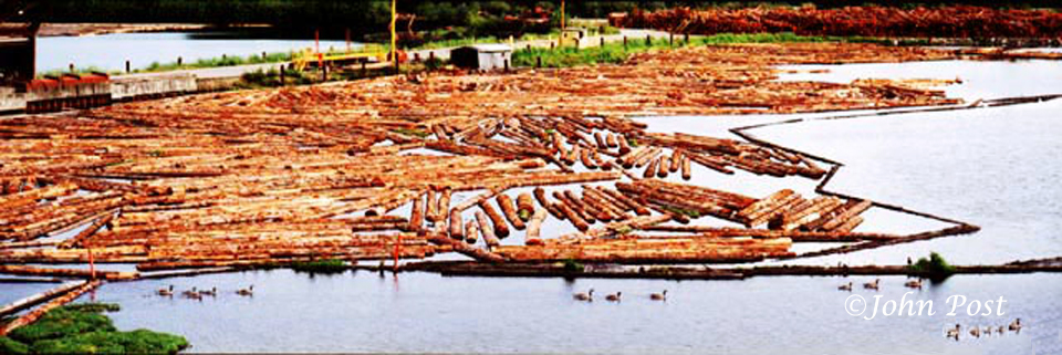 Logs in water