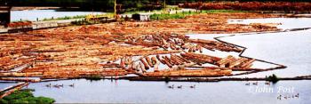 Floating Logs and Geese