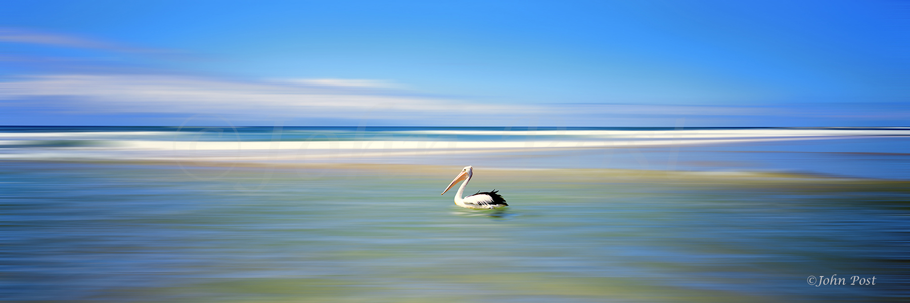 Pelican, floating in Ocean, stradbroke island, Queensland, Australia