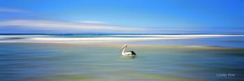 Seascape 141 Floating Pelican panorama