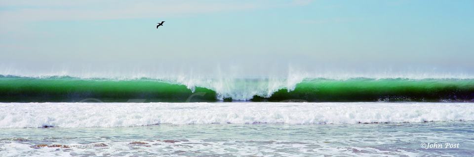 Wave and Flying Pelican