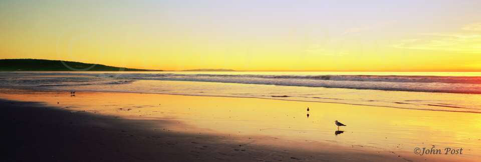 South Bay Sunset and Bird