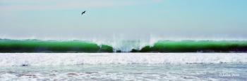 Wave and Flying Pelican