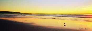 South Bay Sunset and Bird