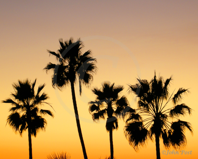 Palms and Sky Sunset