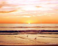 Two Birds Sunset