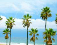 Palms Storm Clouds Wind