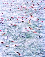 Dwight Crum Pier To Swim