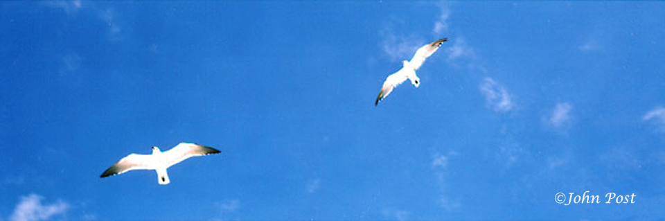 Two hovering seagulls from below