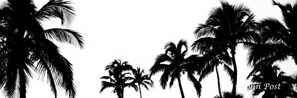 silhouette of group of coconut palm trees