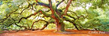 Angel Oak