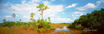 Everglades Swamp Wetland