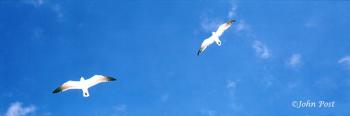 Two Hovering Seagulls from Below