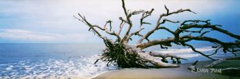 Jekyll Island Driftwood