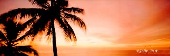Coconut Palm Tree Silhouette Sunset Sky