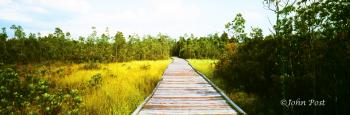 Walkway Over Marsh Big Cypress Swamp