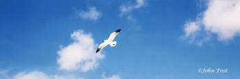 Hovering Seagull from Below