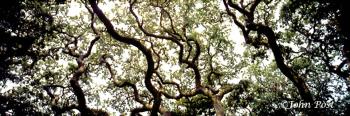Tree Leaves and Branches