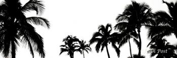 Palm Trees Silhouette Black and White