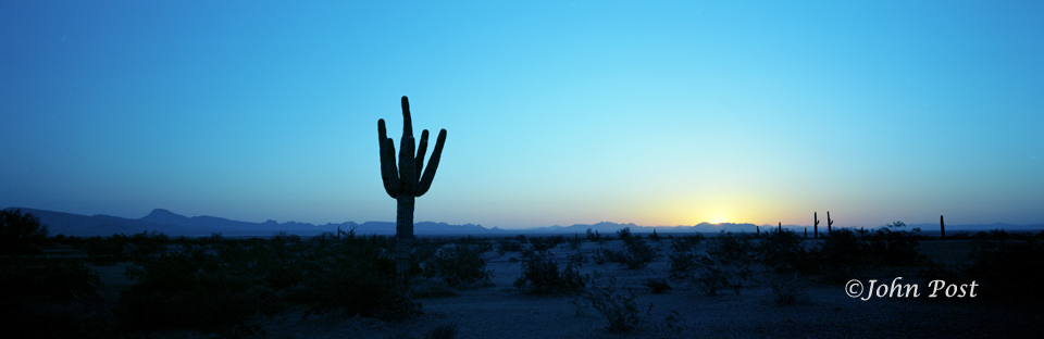 Seguaro Cactus silhouete at sunrise