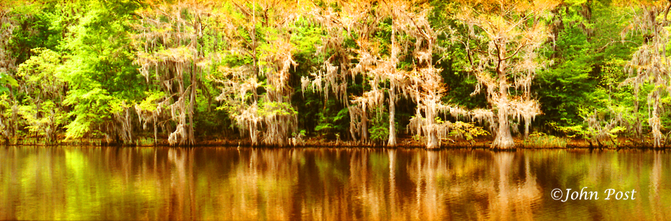 Fir Cypress and Canal