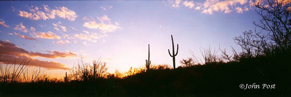 Seguaro National Park, Cactus