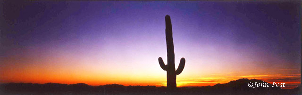 Seguaro National Park, Cactus