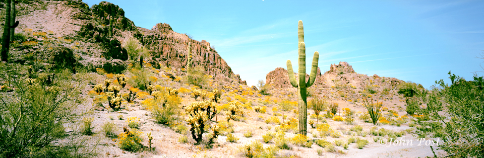Seguaro National Park, Cactus