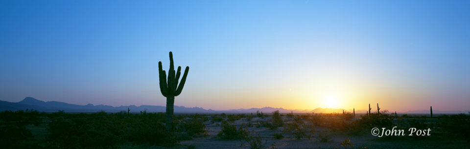 Seguaro Cactus silhouete at sunrise