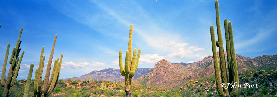 Seguaro  Cactus