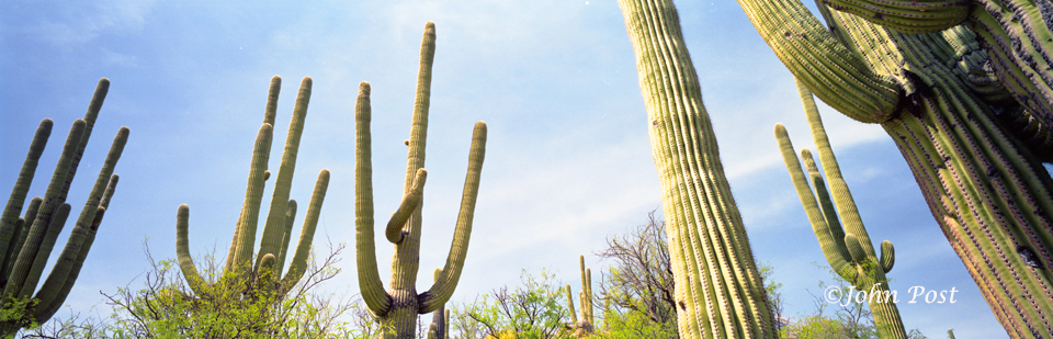 Seguaro National Park, Cactus