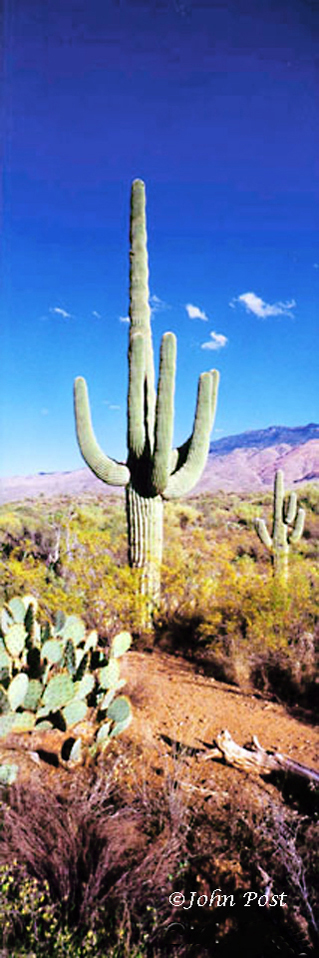 Seguaro National Park, Cactus