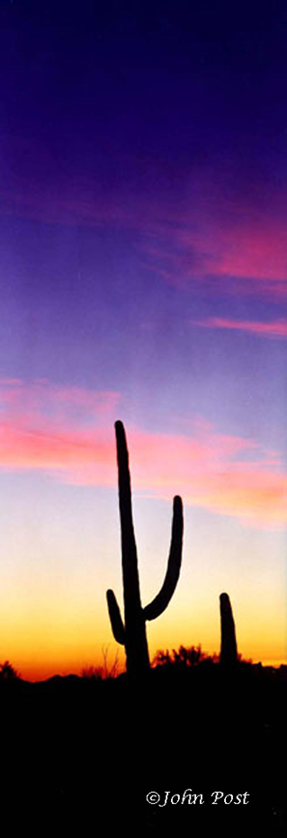 Seguaro National Park, Cactus
