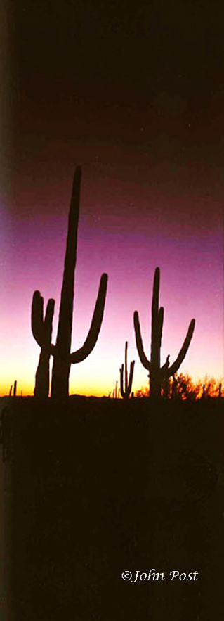 Seguaro National Park, Cactus