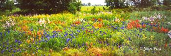 Roadside Flowers Texas