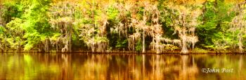 Fir Cypress and Canal