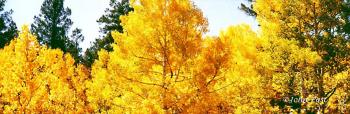 Fall Colors North Rim