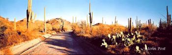 Road thru Saguaro Cactus