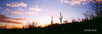 Saguaro Cactus on Hillside Sunset Silhouette