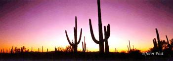 Sunset Saguaro Cactus Silhouette