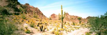 Saguaro Cactus and Natural Hillside