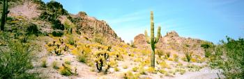 Saguaro Chola Cactus Mountain