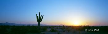 Saguaro Cactus Silhouette at Sunrise